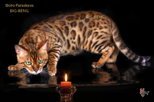 Photo №2 to announcement № 1854 for the sale of bengal cat - buy in Russian Federation from nursery