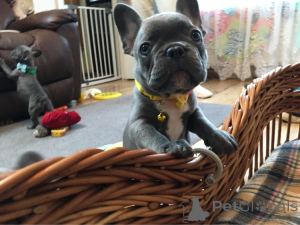 Photo №3. 2 both male an female french bulldog puppies available, they're good with kids. Turkey