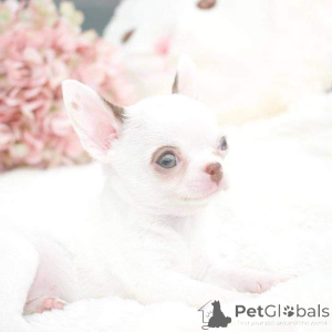 Photo №2 to announcement № 163032 for the sale of  - buy in Israel 