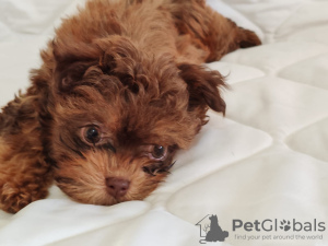 Photo №4. I will sell bolonka in the city of Belgrade. breeder - price - negotiated