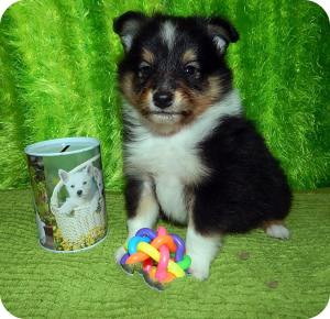 Photo №1. shetland sheepdog - for sale in the city of Kazan | 342$ | Announcement № 1454