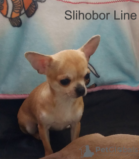 Photo №1. chihuahua - for sale in the city of Москва | negotiated | Announcement № 5522
