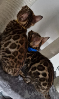 Photo №1. bengal cat - for sale in the city of Aizlingen | 329$ | Announcement № 151623