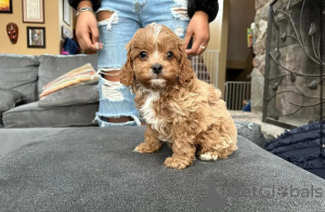 Photo №3. Adorable Cockapoo Puppies for Sale. Germany