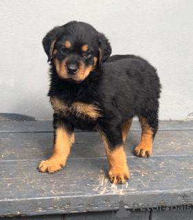 Photo №1. rottweiler - for sale in the city of Аораки / Маунт Кук | 528$ | Announcement № 57008