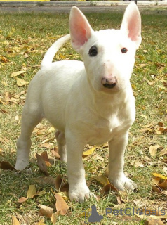 Photo №1. bull terrier - for sale in the city of Дублин | Is free | Announcement № 124157