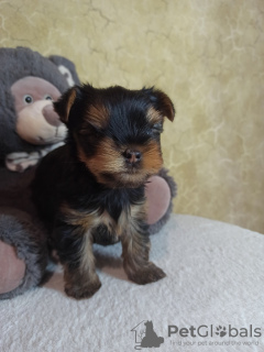 Photo №2 to announcement № 10683 for the sale of yorkshire terrier - buy in Ukraine private announcement