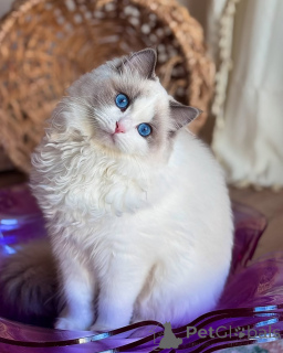 Photo №1. ragdoll - for sale in the city of Lintgen | negotiated | Announcement № 156521