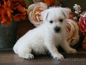 Photo №1. west highland white terrier - for sale in the city of Антверпен | 317$ | Announcement № 105516