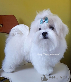Photo №4. I will sell maltese dog in the city of Kiev. from nursery - price - 800$