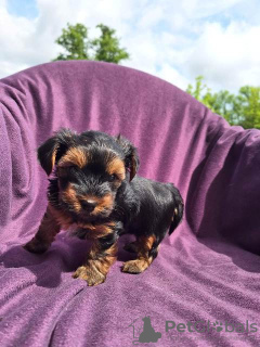 Photo №2 to announcement № 103829 for the sale of yorkshire terrier - buy in Serbia 