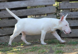 Additional photos: Miniature bull terrier puppies