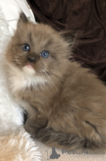 Photo №4. I will sell ragdoll in the city of Berlin. private announcement - price - negotiated