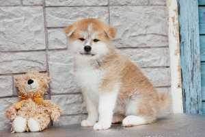 Additional photos: Chic puppies Akita Inu