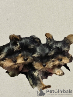 Photo №2 to announcement № 63800 for the sale of yorkshire terrier - buy in Georgia private announcement