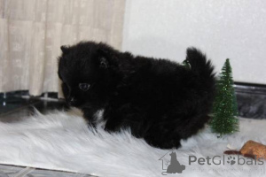 Photo №1. pomeranian - for sale in the city of Medellín | negotiated | Announcement № 167305