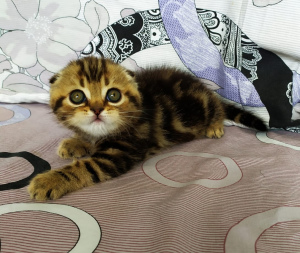 Photo №2 to announcement № 6291 for the sale of scottish fold - buy in Ukraine from nursery