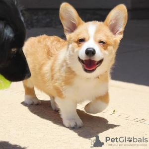 Photo №1. welsh corgi - for sale in the city of Bern | negotiated | Announcement № 120115