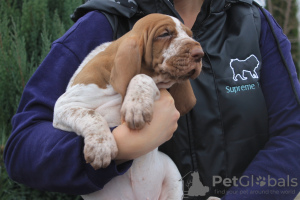 Photo №2 to announcement № 8165 for the sale of bracco italiano - buy in Russian Federation 