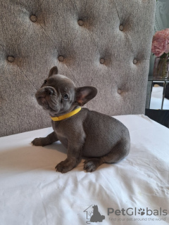 Additional photos: French bulldog