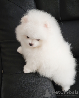 Photo №4. I will sell pomeranian in the city of Kiev. private announcement - price - 1000$