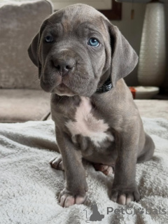 Photo №1. cane corso - for sale in the city of Noordwijk | negotiated | Announcement № 161247