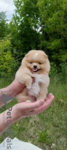 Photo №1. pomeranian - for sale in the city of Brest | negotiated | Announcement № 20359