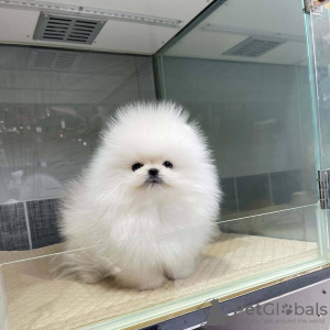 Photo №2 to announcement № 118732 for the sale of pomeranian - buy in United States private announcement, breeder