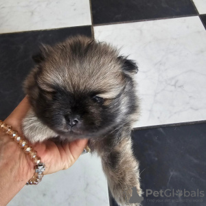 Photo №4. I will sell pomeranian in the city of Belgrade. private announcement - price - negotiated