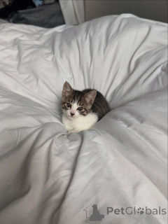 Photo №2 to announcement № 146728 for the sale of domestic cat - buy in United States private announcement, breeder