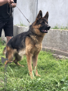 Photo №2 to announcement № 139198 for the sale of german shepherd - buy in Serbia 
