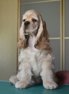 Photo №4. I will sell american cocker spaniel in the city of Minsk. breeder - price - negotiated