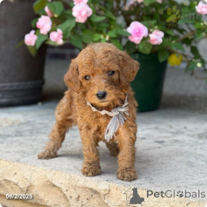 Photo №4. I will sell poodle (royal) in the city of Indiana. private announcement - price - 3000$