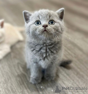 Photo №2 to announcement № 87602 for the sale of british shorthair - buy in United States private announcement
