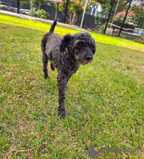 Photo №1. poodle (toy) - for sale in the city of Aberdeen | 341$ | Announcement № 177855