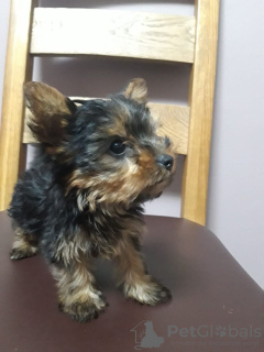 Photo №1. yorkshire terrier - for sale in the city of New Norfolk | 1000$ | Announcement № 11904