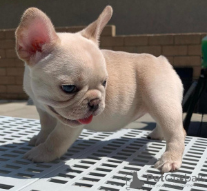 Photo №1. french bulldog - for sale in the city of Kuwait City | Is free | Announcement № 71163