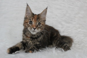 Photo №1. maine coon - for sale in the city of Minsk | 326$ | Announcement № 5188