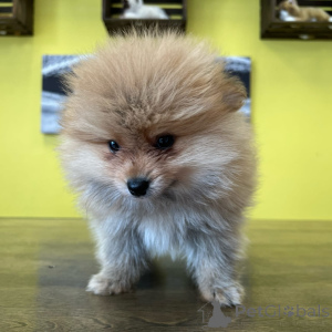 Photo №1. pomeranian - for sale in the city of Kranenburg | negotiated | Announcement № 177770