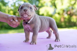 Photo №2 to announcement № 144517 for the sale of non-pedigree dogs - buy in Estonia 