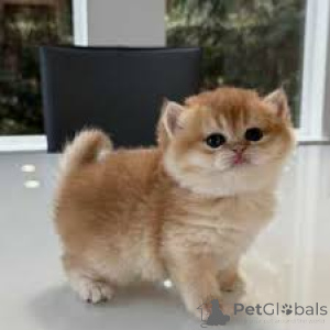 Photo №3. Beautiful British Shorthair Kittens for Adoption. United Kingdom