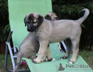 Additional photos: Kangal puppies