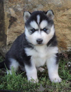 Photo №1. siberian husky - for sale in the city of Ljubljana | 264$ | Announcement № 117959