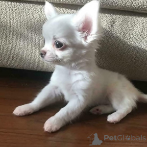 Photo №1. chihuahua - for sale in the city of Aurich | negotiated | Announcement № 152842