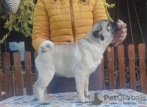 Photo №3. Pug. Serbia