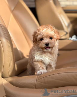 Additional photos: Maltipoo puppies.