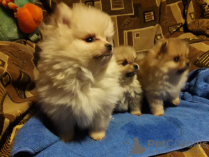 Photo №2 to announcement № 8496 for the sale of german spitz - buy in Russian Federation from nursery