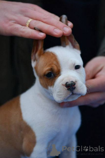 Photo №2 to announcement № 164475 for the sale of american staffordshire terrier - buy in Serbia 