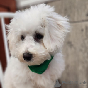 Photo №3. BICHON FRISE FOR SALE. Colombia