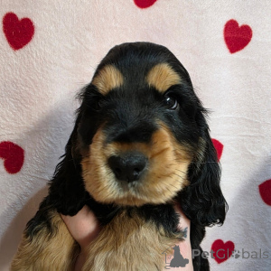 Photo №3. Now ready for pickup and shipping. Finland